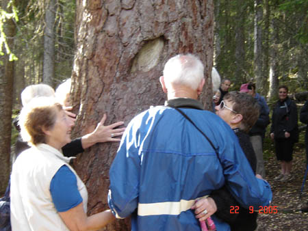 01672 41 CLUB N.Z. TREE HUG AT SAARIJARVI