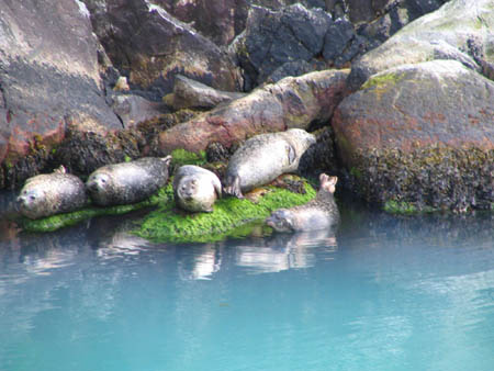 Seals reckon fishing's good in Fjord